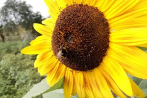 Hummel bestäubt Sonnenblume unter strahlend blauem Himmel, symbolisiert außergewöhnlich warmen Juni in Nordrhein-Westfalen.