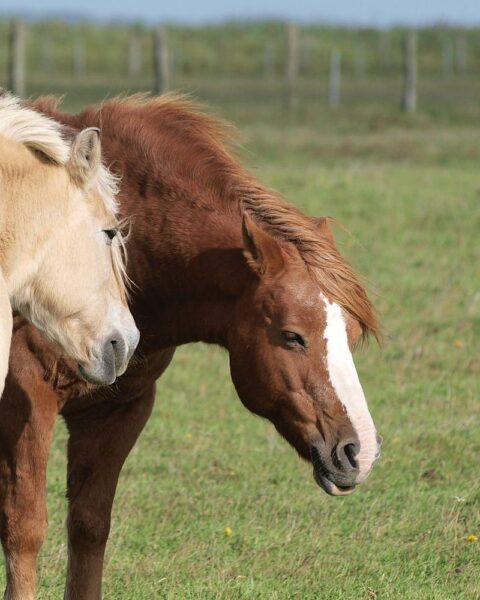 Pferd auf Koppel, verletzt durch Schusswunde, Polizei ermittelt, um Tierschutzgesetz.