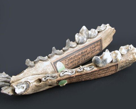 Polarfuchs-Unterkiefer aus der Lindenthaler Hyänenhöhle, seltenes Fossil, rekonstruierte Teile, 50.000 Jahre alt.