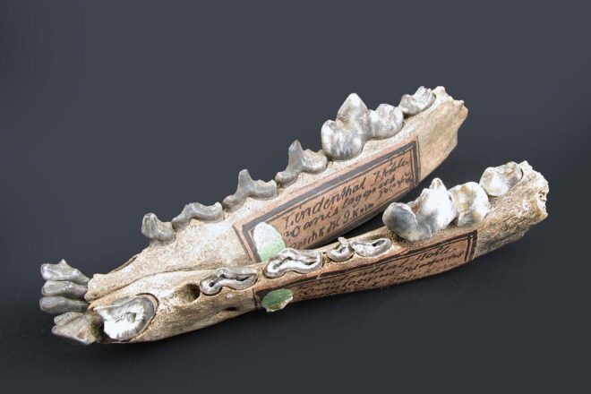 Polarfuchs-Unterkiefer aus der Lindenthaler Hyänenhöhle wieder zusammengesetzt