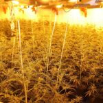 Indoor-Cannabisplantage mit Tausenden Pflanzen in leerstehendem Haus der Polizei Mönchengladbach entdeckt.