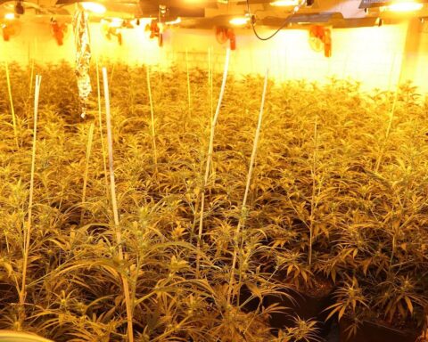 Indoor-Cannabisplantage mit Tausenden Pflanzen in leerstehendem Haus der Polizei Mönchengladbach entdeckt.