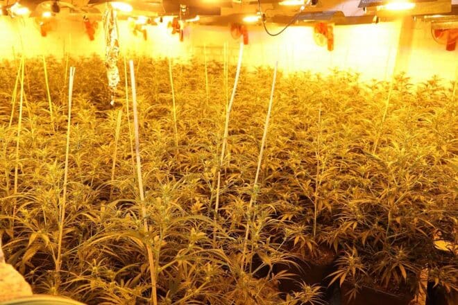Rund 1.000 Cannabispflanzen in leerstehendem Haus entdeckt
