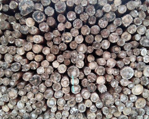 Gesunde Wälder mit Holzstämmen, Symbol für Rückgang von Schadholz und aktiven Waldumbau.