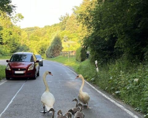 Schwanenfamilie überquert Straße, Polizei sichert ihren Weg, flauschige Jungschwäne in Bewegung.