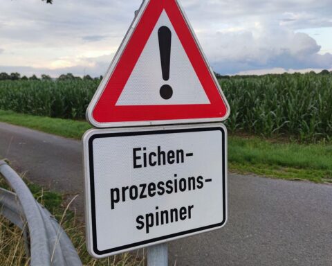 Eichen, Gespinstnester, Warnschild, Raupen, Natur, Vorsicht, Menschen, Hunde, Schutz, Gesundheit, Sommer.
