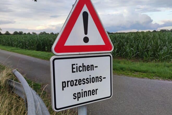 Stadt Ulm warnt vor Eichenprozessionsspinner