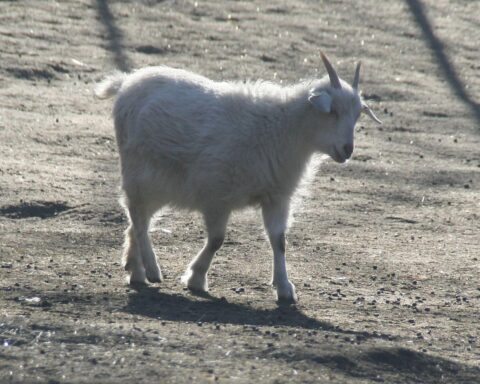 Kaschmirziege in freier Natur, symbolisiert Tierschutz und Anforderungen bei Hitzewelle.