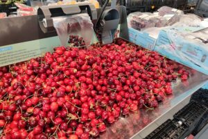 Frische Kirschen in einem Supermarktregal, symbolisierend die positive Ernteprognose für 2026.