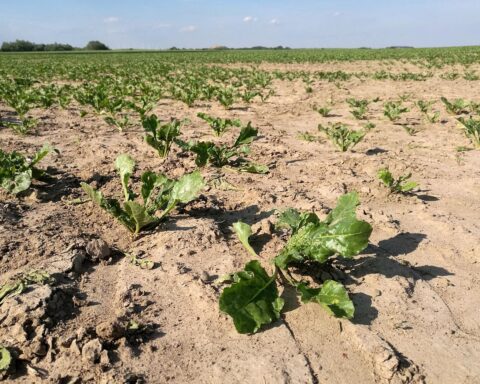 Trockenes Salatfeld symbolisiert die Auswirkungen von El Niño auf die Landwirtschaft und Wasserknappheit.