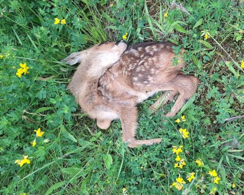 Ein Rehbock und ein Rehkitz, die Opfer von Jagdwilderei und Hundebiss wurden.