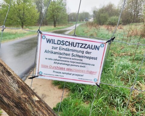 Grenze zwischen Polen und Deutschland mit Wildschweinen, Hinweisen auf Afrikanische Schweinepest.