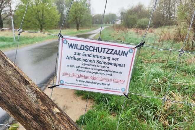 Afrikanische Schweinepest im Landkreis Uckermark festgestellt