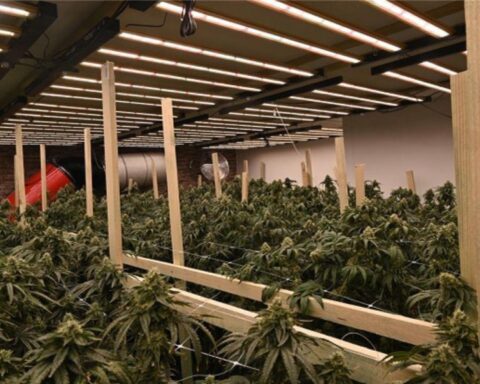 Eine Cannabisplantage mit vielen Cannabispflanzen; Polizei durchsucht in Pulheim-Stommeln ein Wohnhaus.