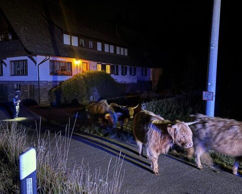 Archivfoto: Entlaufene Kühe bei Polizeieinsatz in Bad Rippoldsau-Schapbach und Kehl, Polizei Offenburg.