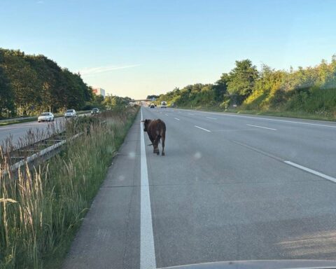 Entlaufener Jungbulle auf der A1 bei Barsbüttel, Polizeiautos und Stau auf der Autobahn (Archivfoto).