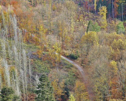 Waldbrand-Gefahr: brennender Wald im Archiv, Forstkammer fordert Schutzmaßnahmen, Förderung, Technik und Kooperation.