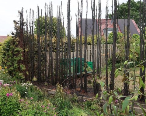 Hecke in Brand: Feuerwehr löscht Feuer in Wardenburg, Sachschaden von 1.000 Euro.