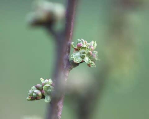 Knospen an einem Kirschbaum symbolisieren die bevorstehende, aber geringe Kirschernte in NRW.