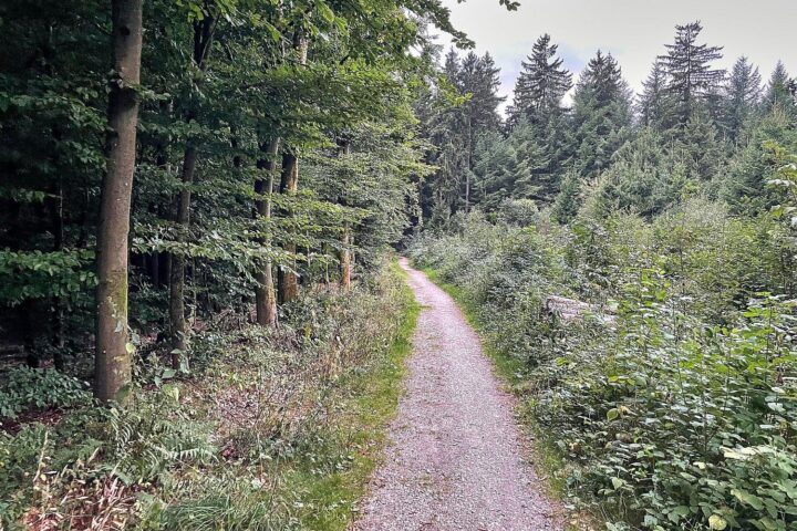Warnender Waldweg bei Trockenheit: NRW erhöht Waldbrandstufe, Bevölkerung soll Rauchen und Feuer vermeiden.