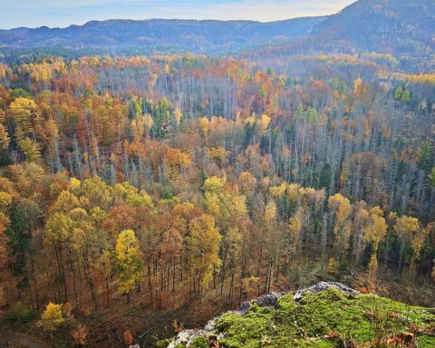 Schwere Unwetter-Szene in der Sächsischen Schweiz: umgestürzter Baum, Einsatzkräfte und Suchaktion.