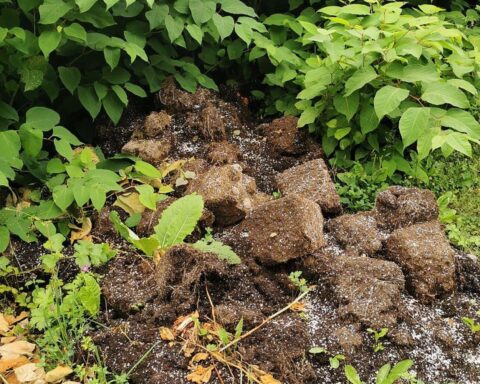 Waldweg bei Brilon: 35–40 Wurzelballen von Cannabispflanzen mit Erdresten, Polizei im Hintergrund.