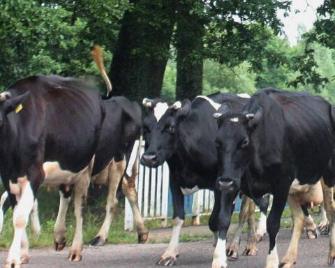 Eine Gruppe von Milchkühen auf einer Weide in Sachsen-Anhalt, symbolisiert Rinderbestand.