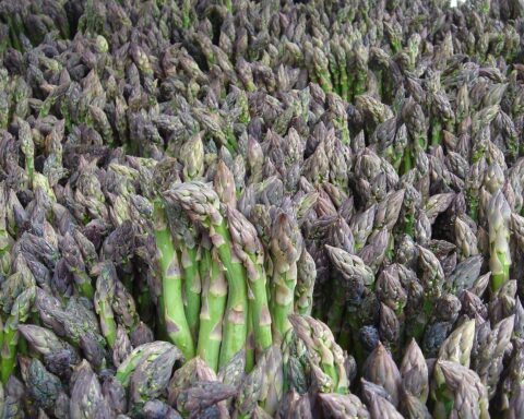Spargelfeld mit gestochenem Spargel in Niedersachsen (Archivfoto), Ernte rund 21.000 Tonnen.