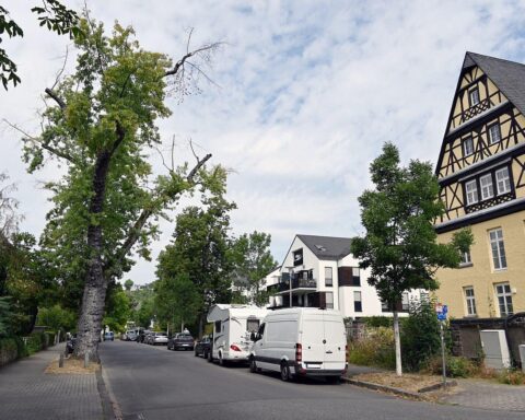 Archivfoto: Stadt Koblenz fällt kranke Bäume, darunter etwa 70-jähriger Silberahorn in der Beethovenstraße.