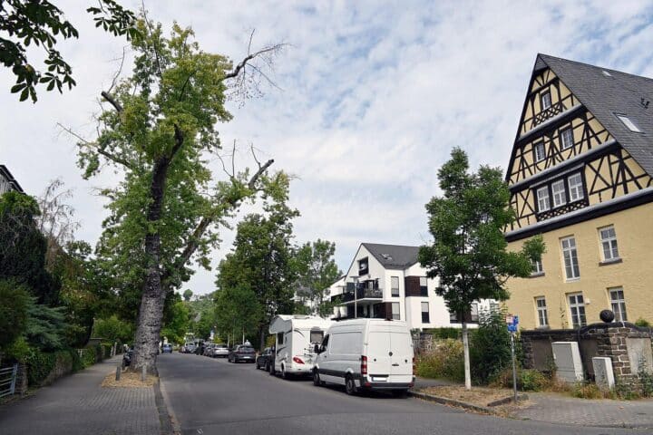 Archivfoto: Stadt Koblenz fällt kranke Bäume, darunter etwa 70-jähriger Silberahorn in der Beethovenstraße.