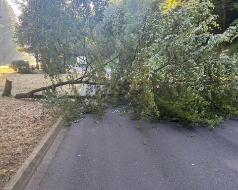Gefällte Buche auf dem Parkplatz nahe der B257 bei Daun, die die Zufahrt blockiert.
