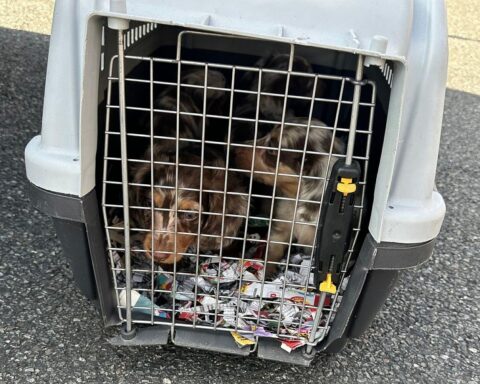 Zöllner entdecken vier Dackelwelpen in Transporter auf der BAB 2 bei Peine.
