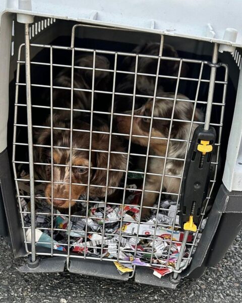 Zöllner entdecken vier Dackelwelpen in Transporter auf der BAB 2 bei Peine.
