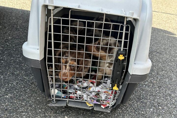 Zöllner entdecken vier Dackelwelpen in Transporter auf der BAB 2 bei Peine.