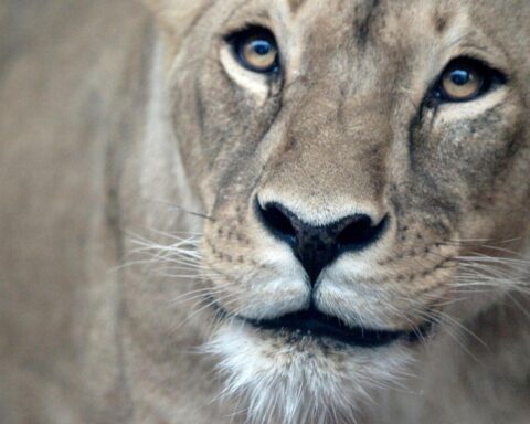 Zwei Löwinnen mit Löwenjungen im Zoo Dortmund, Archivfoto, hinter den Kulissen im Löwenhaus.